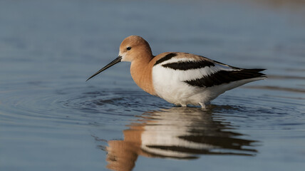 the beautiful bird  American Avocet