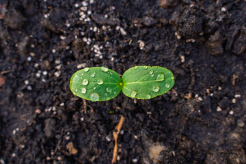Cucumber sprout with first leaves in water drops close-up
