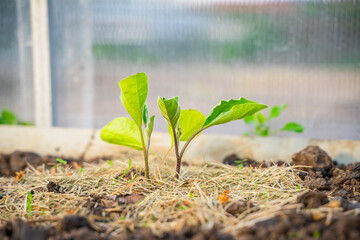 Eggplant seedlings growing in a greenhouse with mulched soil, close-up