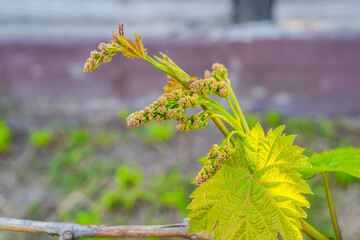 Grape buds in the vineyard close-up. Beginning of grape flowering in spring