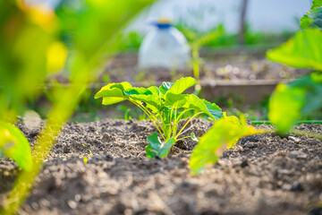 Seedlings of different varieties of cabbage growing in a vegetable garden, close-up