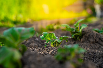 Potatoes sprouted in the garden bed close-up at sunset