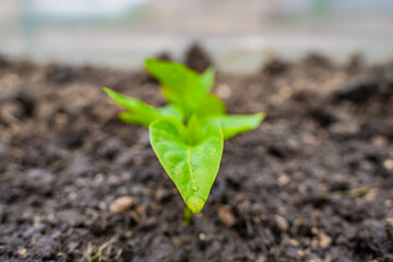 Leaves of bell pepper seedlings in drops of water after watering, close-up