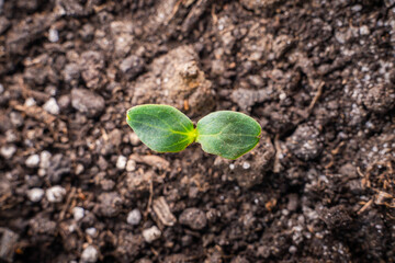 Germ leaves of a sprouted cucumber on a bed in a greenhouse, close-up