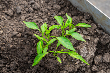 Close-up of bell pepper seedlings growing in a vegetable garden