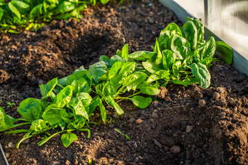 Spinach growing on a bed in a greenhouse close-up. Large leaves of growing spinach at sunset