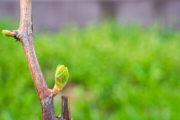 The first spring leaves of grapes close-up in spring. Grape buds wake up after winter