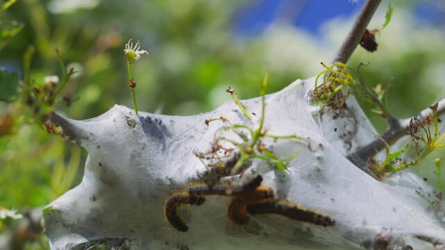Spider Web on Honeysuckle Shrub Branch with Caterpillars Crawling. Insect Nature Wildlife Footage.