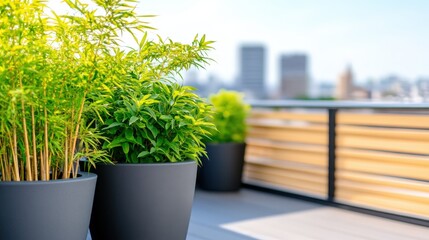 Lush green bamboo plants in modern pots on a sunny balcony with a city skyline backdrop