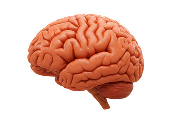 Human Brain Anatomy Detailed Image  Guide on Transparent background