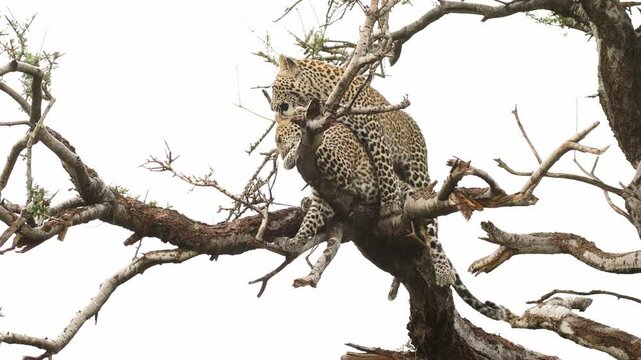 Great interaction between two leopard cubs grooming and cuddling up in a tree, Mashatu Game Reserve.