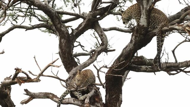 Two leopard cubs sitting up in a tree grooming themselves, Mashatu Game Reserve.