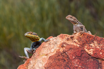 Swift Rock Dragon basking on rock