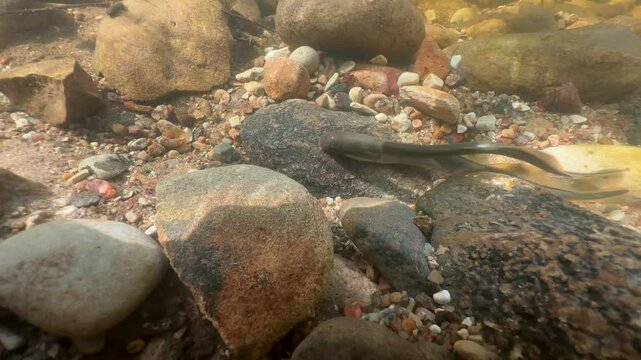Underwater footage of two Brook lampreys fighting in a shallow stream at the spawning site. Estonia.