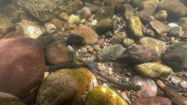 Brook lamprey (Lampetra planeri) preparing the spawning site, Estonia.