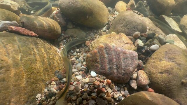 Brook lampreys (Lampetra planeri) preparing for spawning. Estonia.