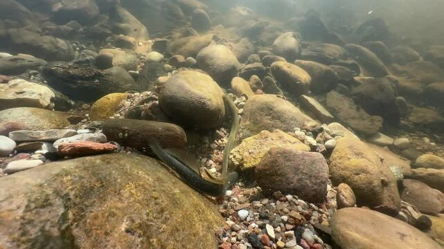 Slow motion (2x) footage of Brook lampreys (Lampetra planeri) fighting in a shallow stream at the spawning site. Estonia.