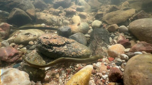 Brook lampreys (Lampetra planeri) looking for the best place to spawn. Estonia.