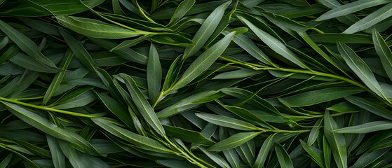 Fototapeta premium Closeup View Of Green Leaves Pattern