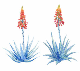 Aloe Vera Plant with Bloom Watercolor hand drawn illustration