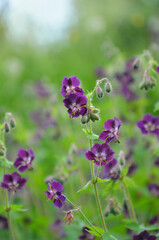Geranium phaeum 'Advendo' purple blooming flowers against natural green background. Closeup photo outdoors.Spring-summer environment concept.Free copy space.