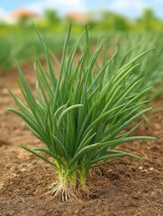 Vibrant Green Scallions Growing in a Garden