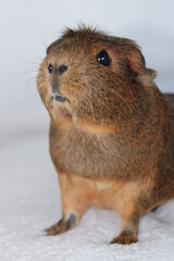 Cute Brown Female Guinea Pig on White Background