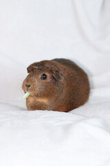 Cute Brown Female Guinea Pig on White Background
