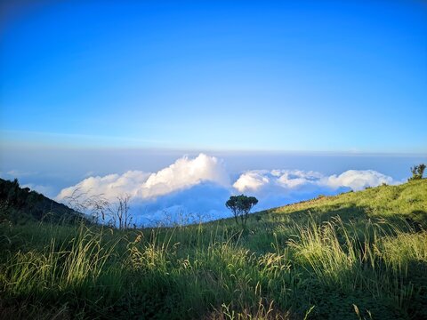 meadow, savanna landscape