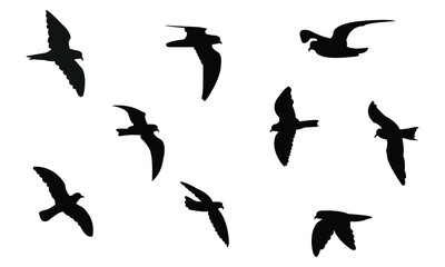 Flying Ainley's storm petrel bird Silhouette Design  And Vector Illustration. 