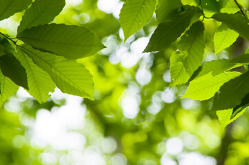 エコイメージ-輝く新緑の葉2
