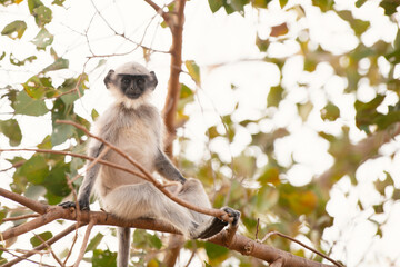 Northern plains gray langur ape, Semnopithecus entellus monkey sitting on a tree, wildlife of India, jungle and rainforest animal