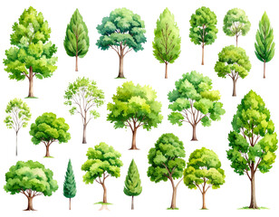Isolated green tree showing leaves and natural branch growth on white background
