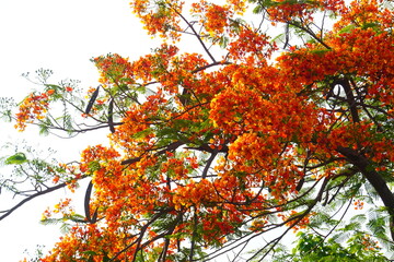 Summer red Delonix regia flowers in Thailand. Delonix regia flower (another names is Royal Poinciana, Flamboyant Tree, Flame Tree, Peacock Flower, Gulmohar) in bloom. Natural and plant concept.