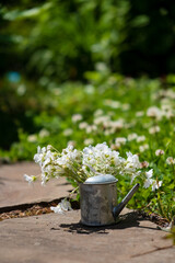 A rustic watering can with fresh white flowers sits on stone amid lush greenery