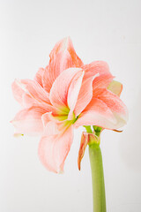 A beautiful amaryllis boasts soft peach and white petals, symbolizing spring's renewal