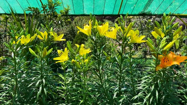 Lily plants growing in nursery greenhouse shade net for commercial use