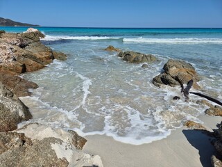 white sand, a few rocks and crystal clear water at the beach of plage de saleccia in corsica