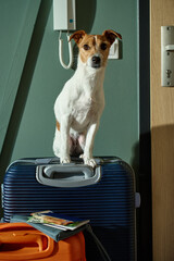 Small dog sits on blue suitcase next to orange luggage and travel documents near door. Concept of traveling with pets