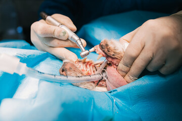 Veterinarian using dental equipment while performing surgery on dog's teeth in veterinary hospital