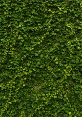 Obraz premium Emerald Ivy Wall: Lush Green Texture