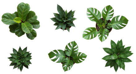 Top view of plant in pot, green houseplant isolate background