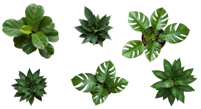 Top view of plant in pot, green houseplant isolate background