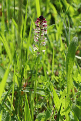 Wild burnt-tip orchid (Neotinea ustulata) native to mountains in central and southern Europe (Baden, Germany)
