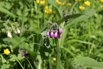 Common comfrey blossoms  (Symphytum officinale) in wildflower meadow (Kaiserstuhl, Baden, Germany)