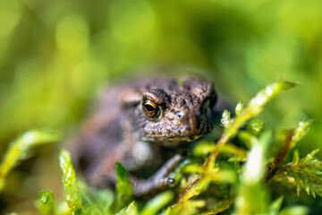 Toad in close up on green moss a the sunshine