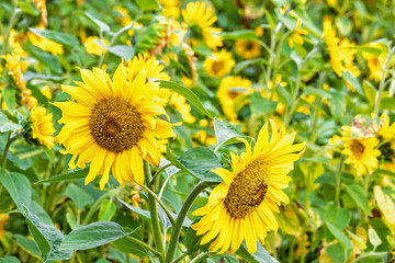 Obraz premium Sunflowers in bloom on a meadow in the summer
