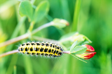 Black spotted yellow Caterpillar on flower stalk in a meadow