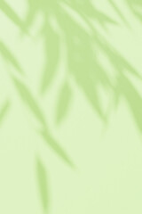 Abstract green studio background for product presentation. Green empty wall with shadows from tree leaves. 3D room with space for copying. The concept of summer and spring. Spring vertical background.
