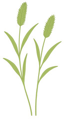 Fototapeta premium Green Foxtail Grass Illustration
